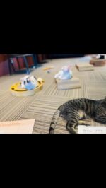にゃん連絡 保護猫譲渡施設-ニャンくるないさ - 未来ケアグループ